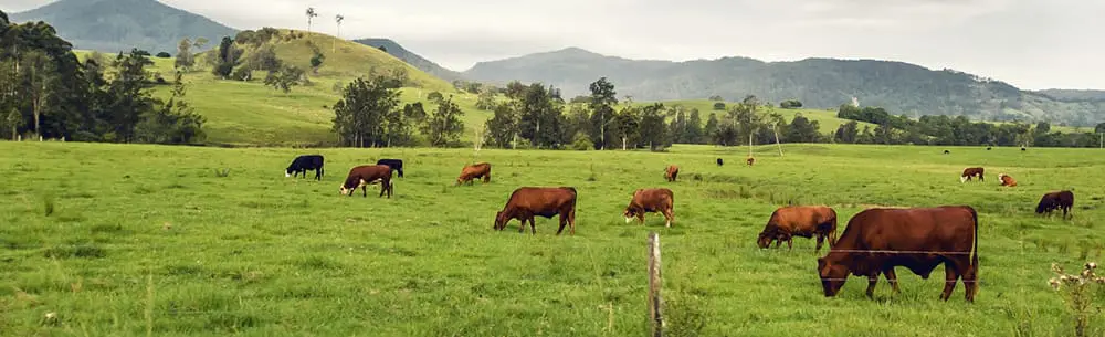 A world of opportunities for Australia and New Zealand among Chinese consumers
