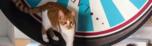 A Trend Spotters Guide to London 2015: Final stop – Lady Dinah’s Cat Emporium