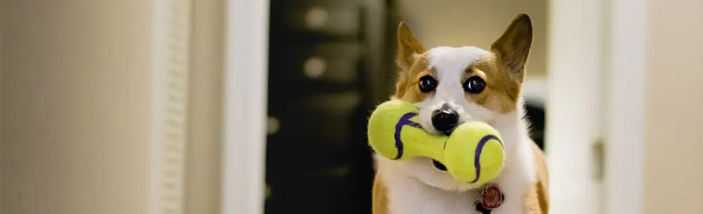 Pampered pets up the style stakes