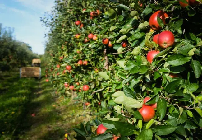 An apple orchard on a Sunday day.