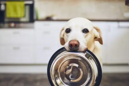 The Future of Pet Food Market Report 2023