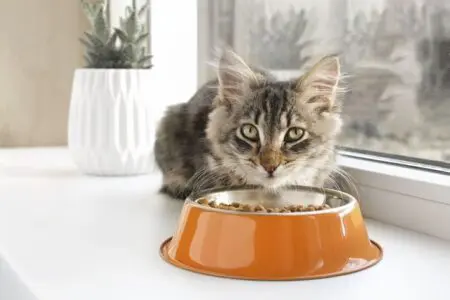 A Year of Innovation in Pet Food & Products Market Report 2023