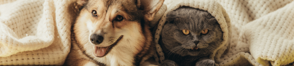 GlobalPETS Forum 2024