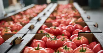 Red apples being packaged