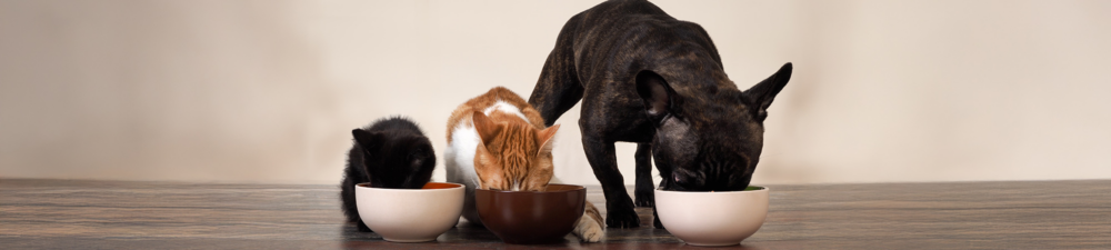 Future Pet Food Conference 2024— Biberach an der Riß, (Germany)