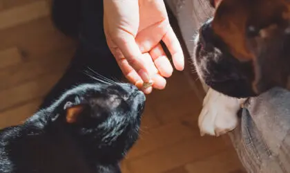 Unlock the Future of Pet Food