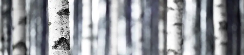 Birkensaft: der nächste Hype in Deutschland und Österreich?