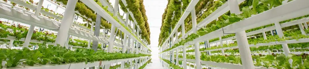 Vertical Farming: Edeka lässt Salate und Kräuter direkt im Supermarkt wachsen