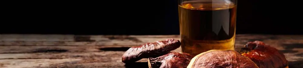 Vitalpilze erobern den amerikanischen Markt