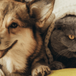 Comment séduire les propriétaires d'animaux urbains avec des aliments pour animaux plus fonctionnels ?