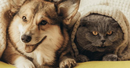 Comment séduire les propriétaires d'animaux urbains avec des aliments pour animaux plus fonctionnels ?