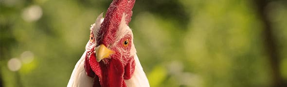 Spring chicken: New ideas help grow an old favorite