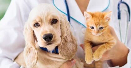 Whatever it takes: 47% of US pet owners say they are willing to go into debt to pay for their pet’s medical care