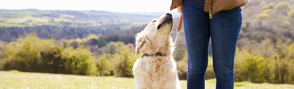 Pets in the doghouse: UK Household pet ownership falls to 56% in 2017, down from from 63% in 2012