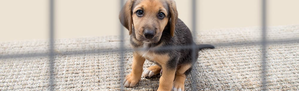 Holidays leave Britain’s pet owners feeling like they are in the dog house