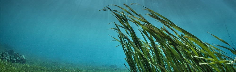 Seaweed-flavoured food and drink launches increased by 147% in Europe between 2011 and 2015
