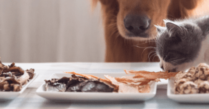 Thailand’s pet market shifts toward wellness, longevity, and sustainability