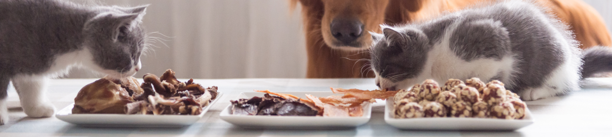 Thailand’s pet market shifts toward wellness, longevity, and sustainability