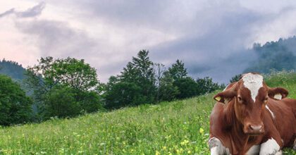 Die Hälfte der Deutschen will Milch aus regionaler Erzeugung