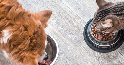 Veganes Hundefutter und funktionelles Tierfutter für das Wohlbefinden des Haustieres im Kommen